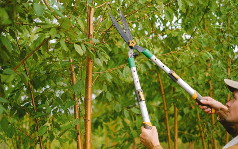 Tree trimming in Springbrook, IA