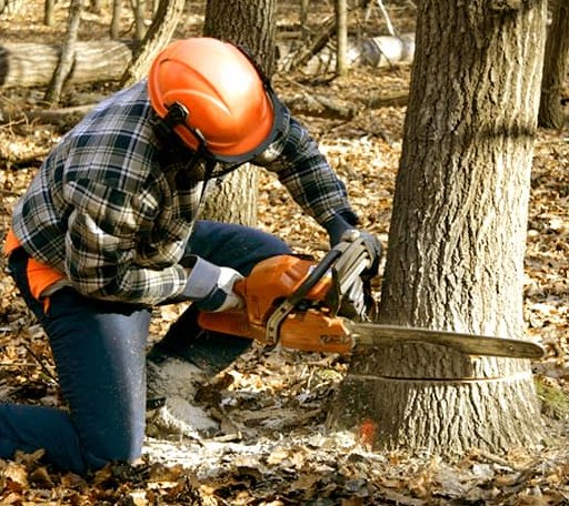 Tree Removal in Springbrook, IA